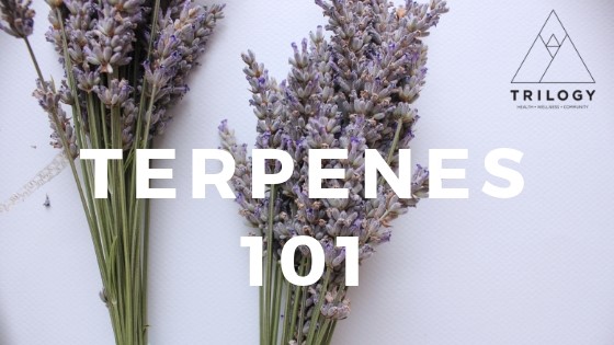 Terpenes 101