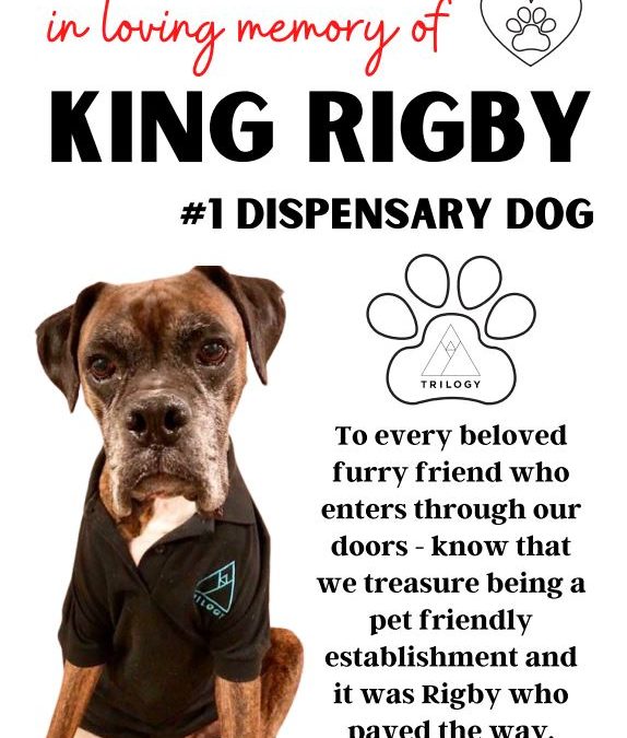 Remembering King Rigby and Supporting Small Miracles Cat & Dog Rescue